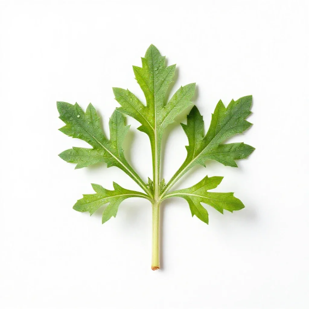 Sawwort isolated on a white background
