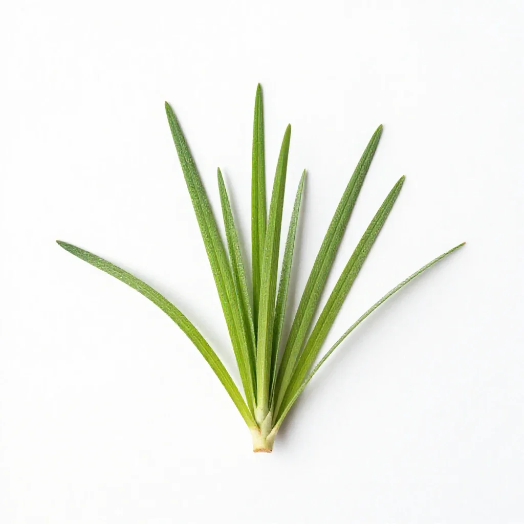 Scurvy grass isolated on a white background
