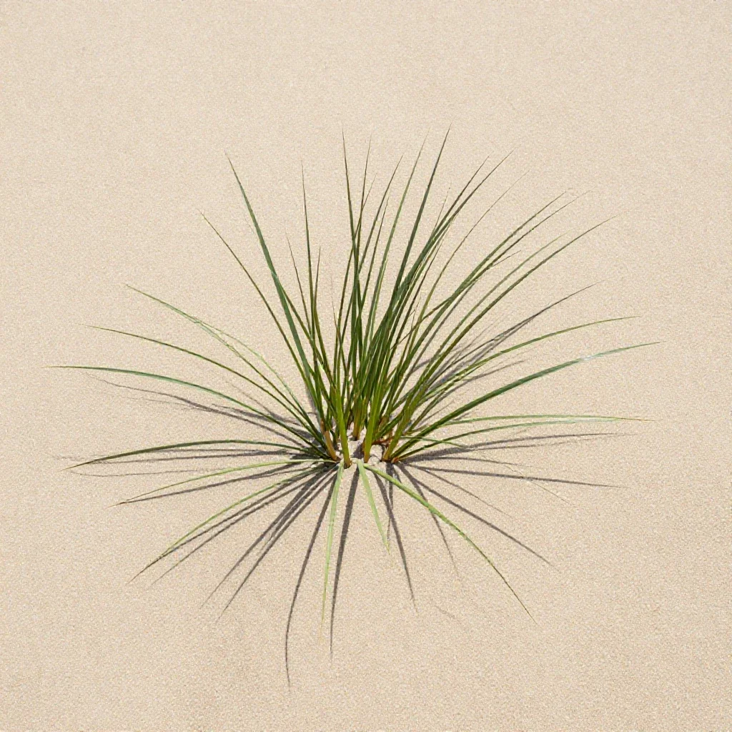 Sea lyme grass isolated on a white background