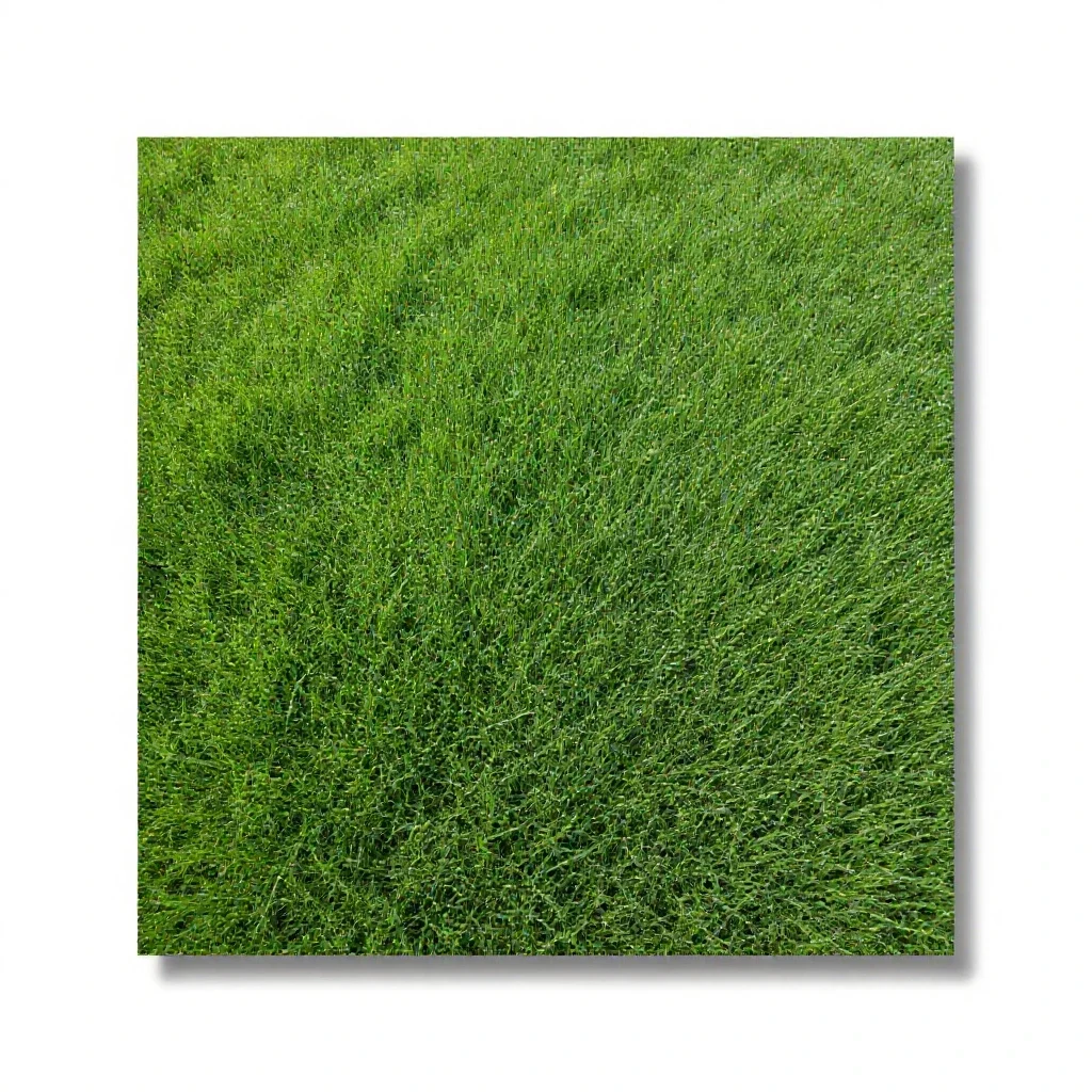 Sheep fescue isolated on a white background
