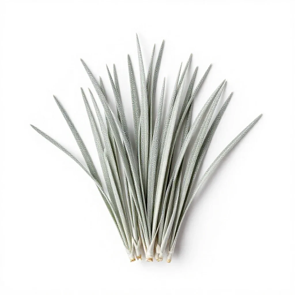 Silver grass isolated on a white background