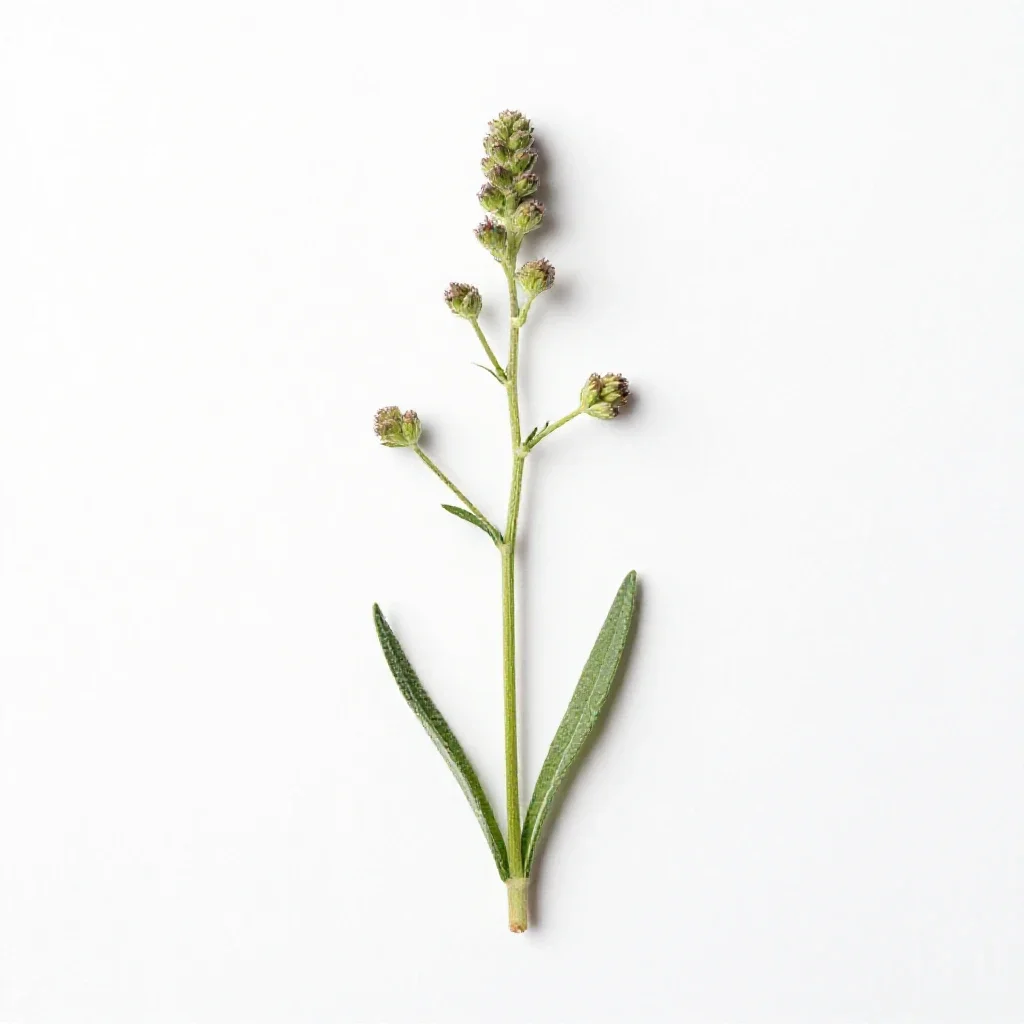 Slender knapweed isolated on a white background