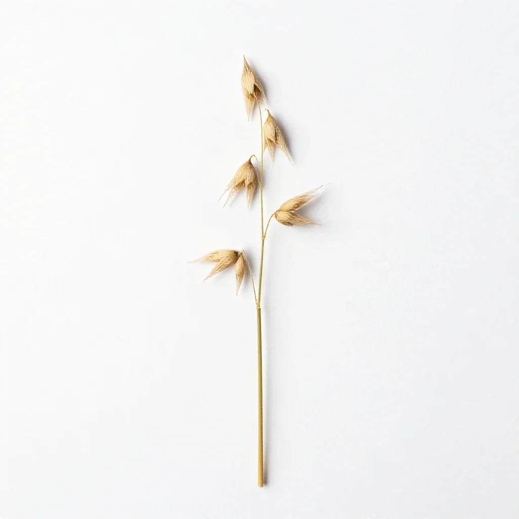 Slender wild oat isolated on a white background