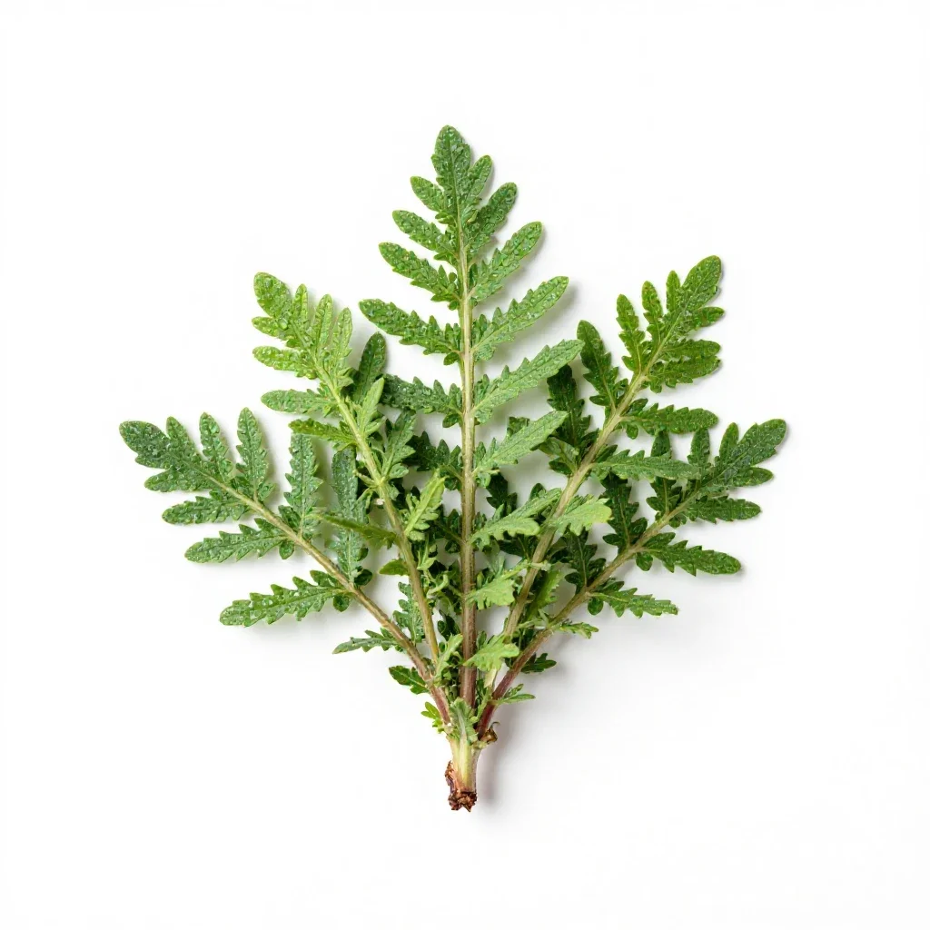 Southernwood isolated on a white background