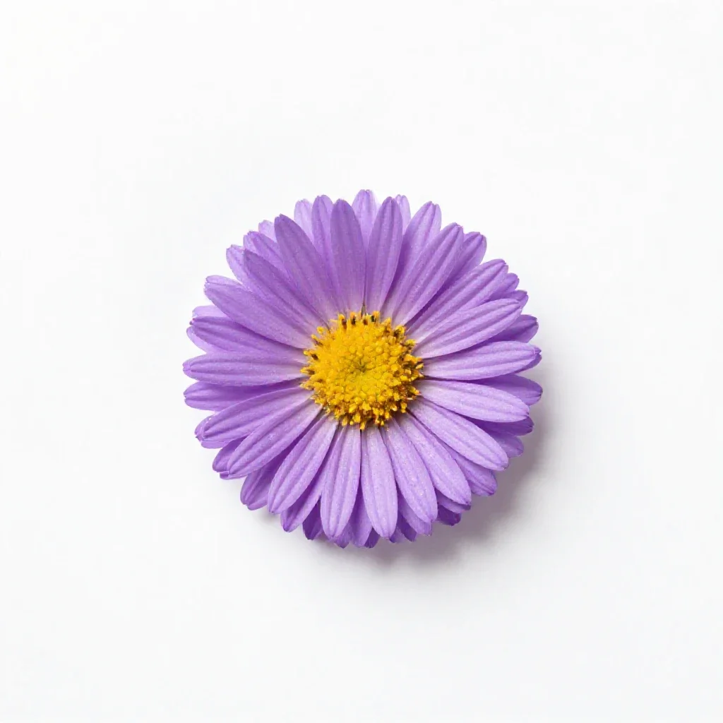 Sticky aster isolated on a white background