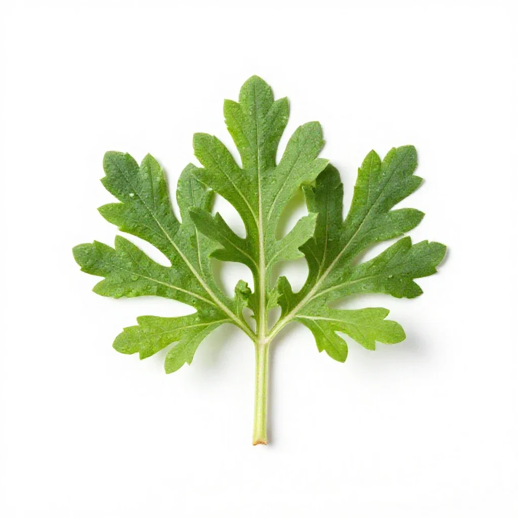 Stinking goosefoot isolated on a white background