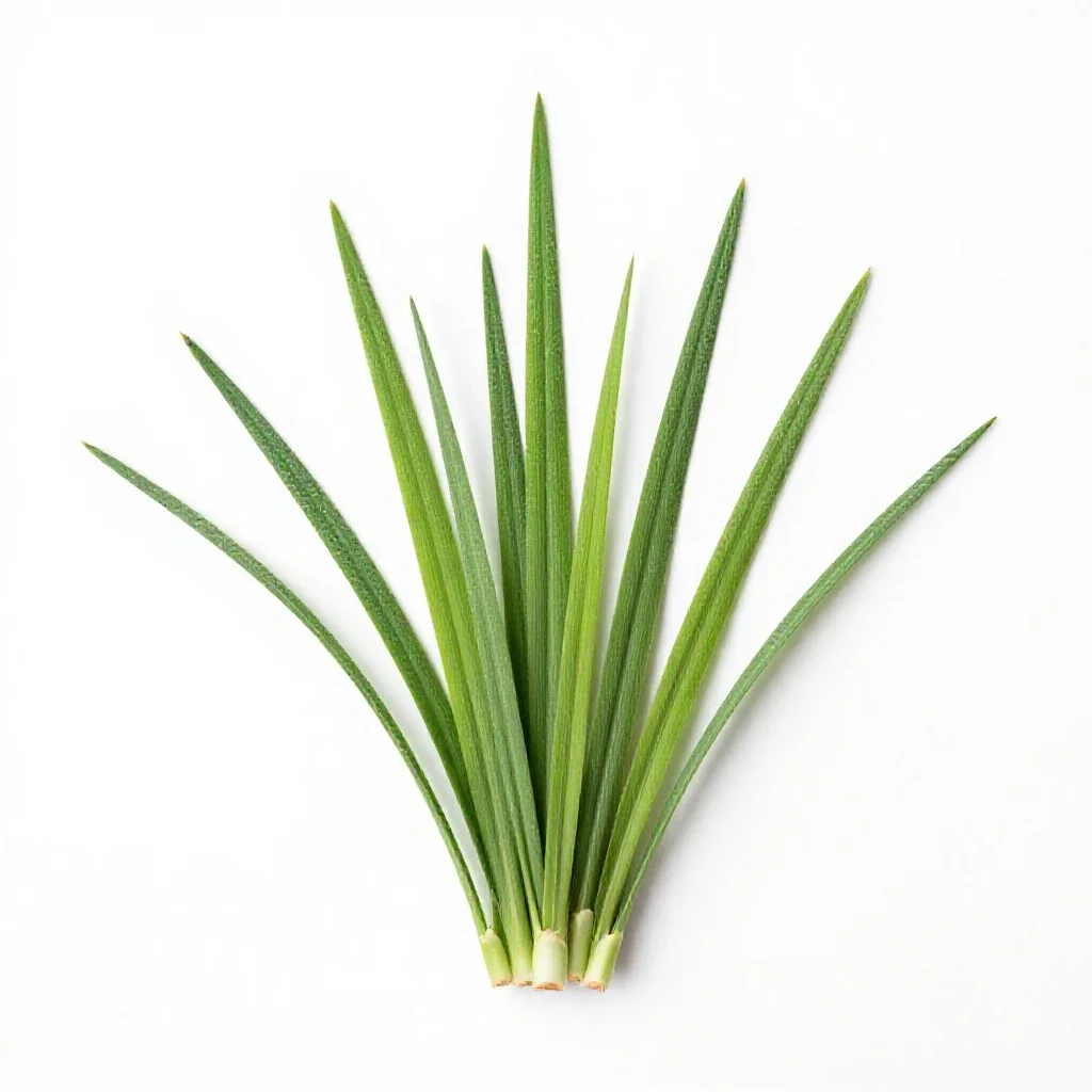 Sword grass isolated on a white background