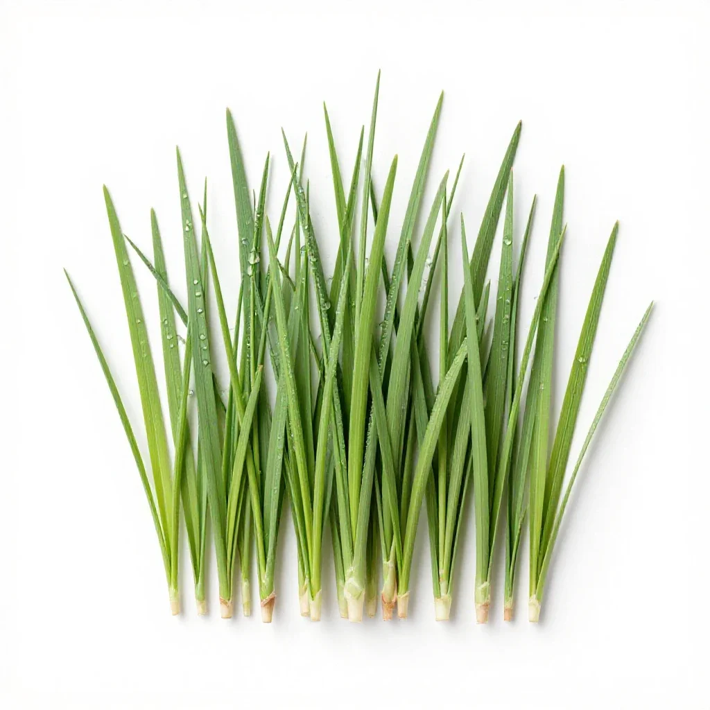 Tallgrass isolated on a white background