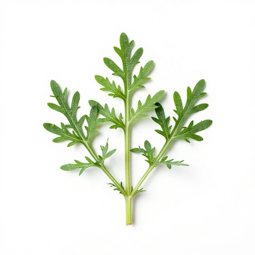 Tansy mustard isolated on a white background