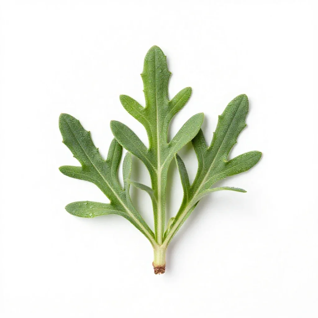 Tarweed isolated on a white background