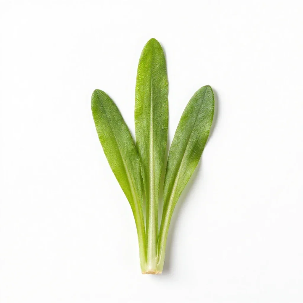 Tower cress isolated on a white background