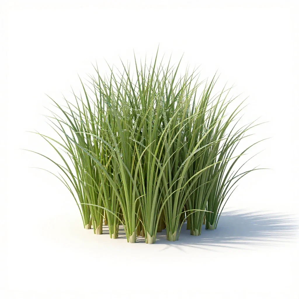Western wheatgrass isolated on a white background