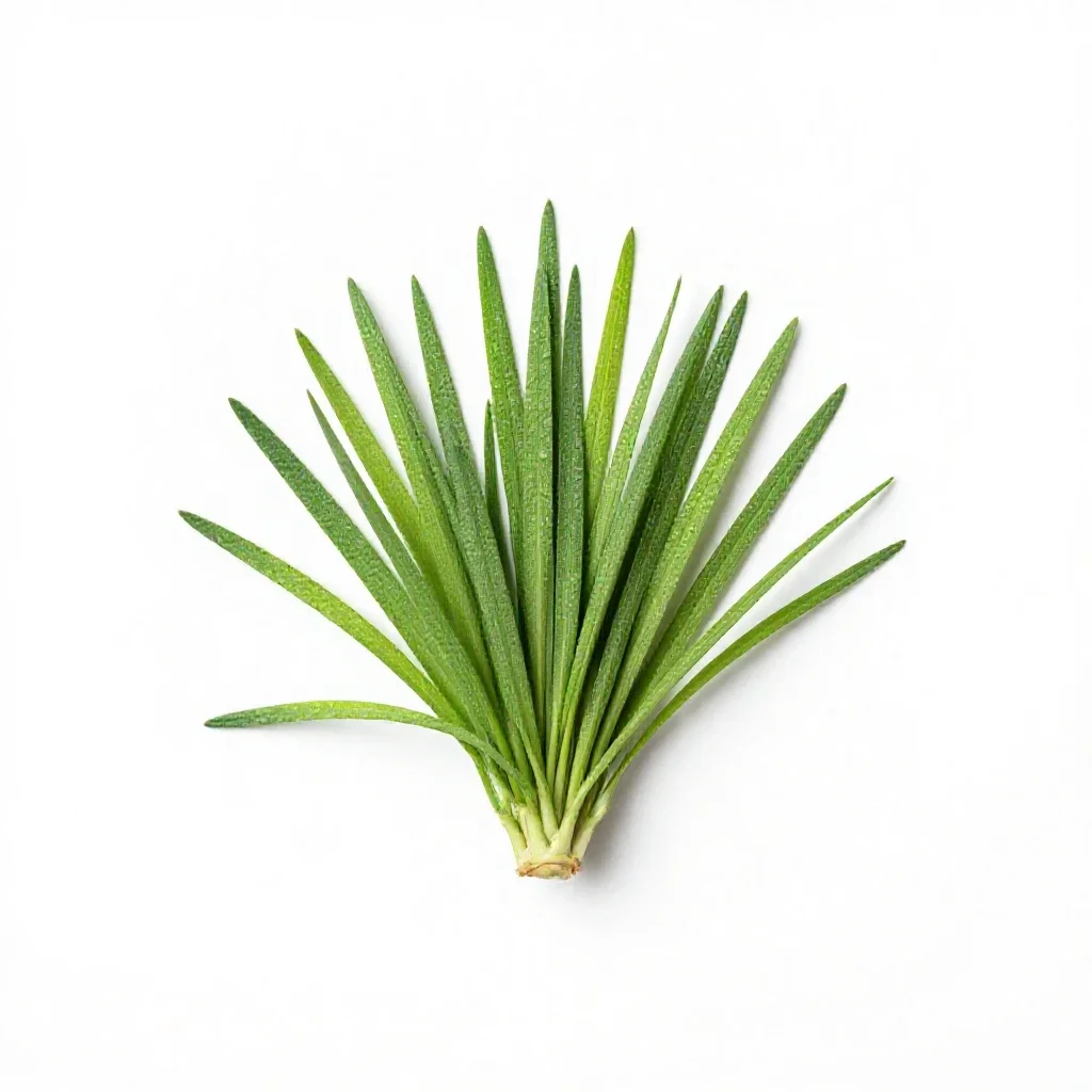 Whitlow grass isolated on a white background
