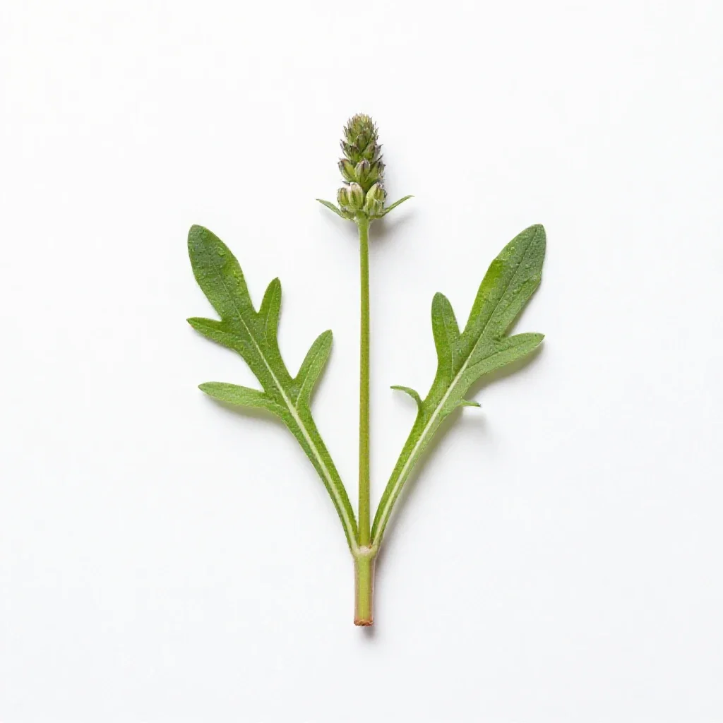 Wildflower isolated on a white background