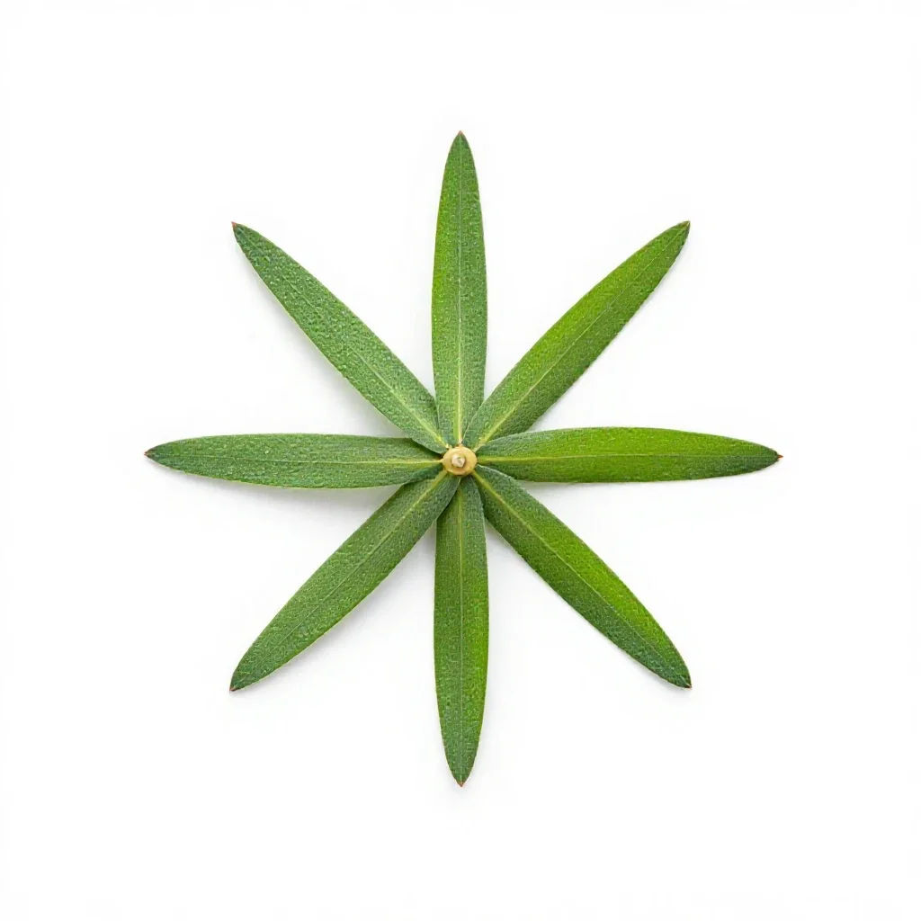 Windmill grass isolated on a white background