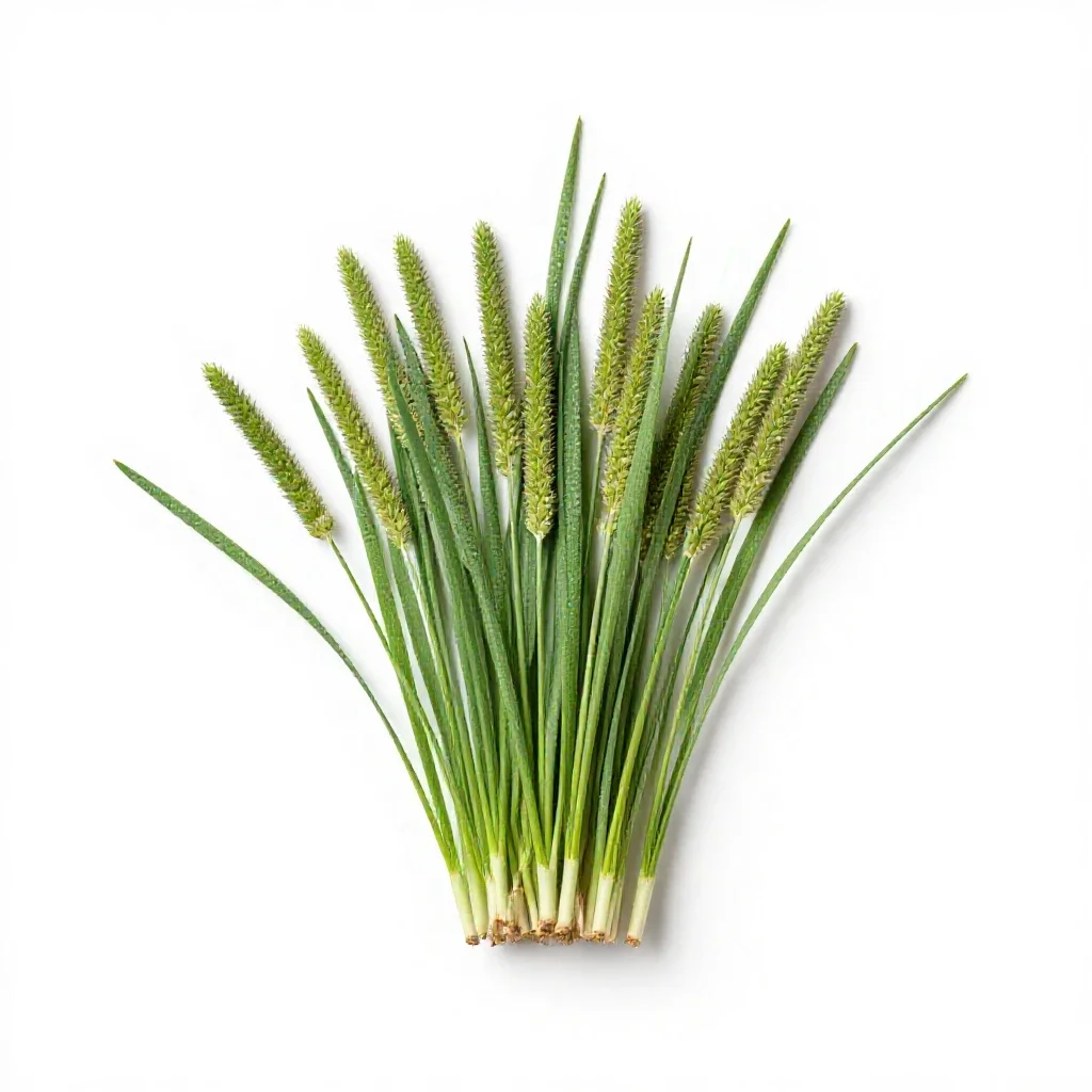 Yardgrass isolated on a white background