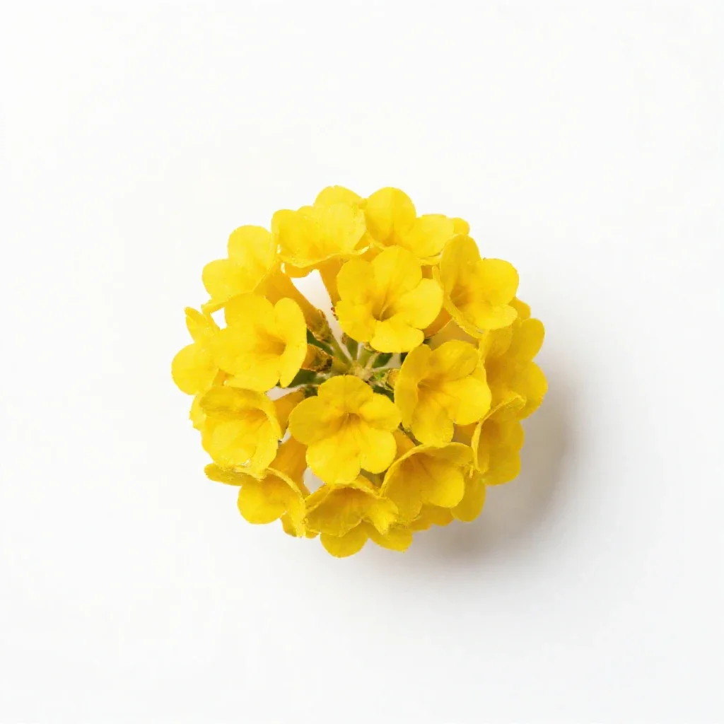 Yellow sand verbena isolated on a white background