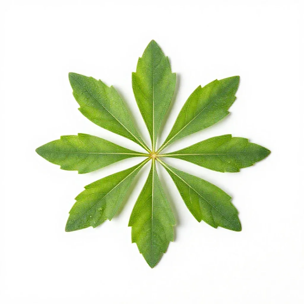 Angiosperm isolated on a white background