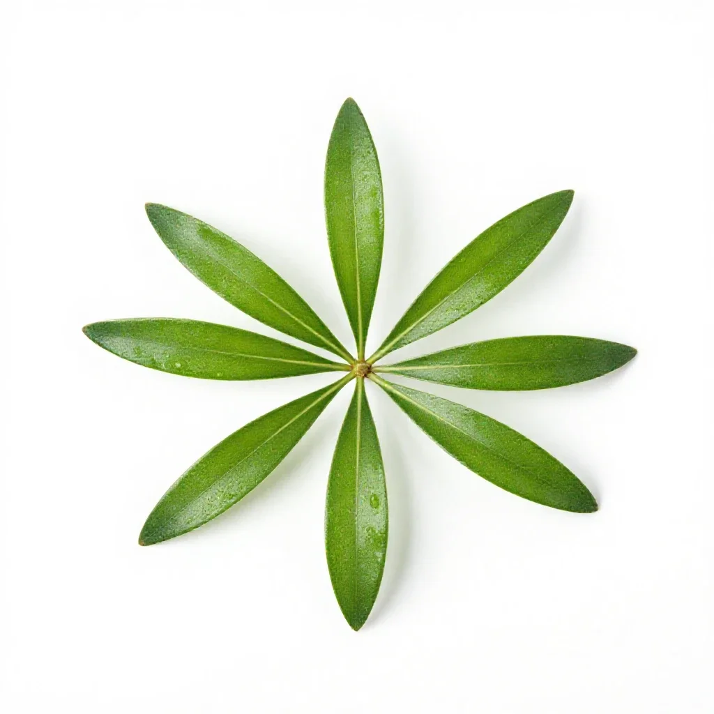 Aralia isolated on a white background