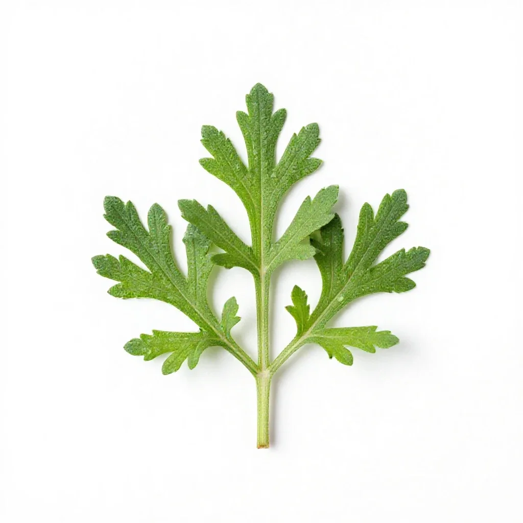 Artemisia isolated on a white background