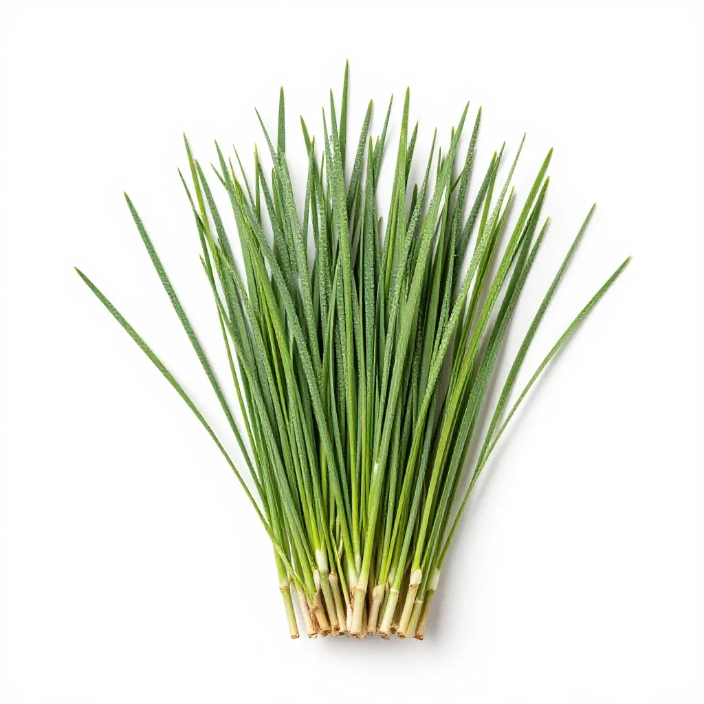 Awnless bromegrass isolated on a white background