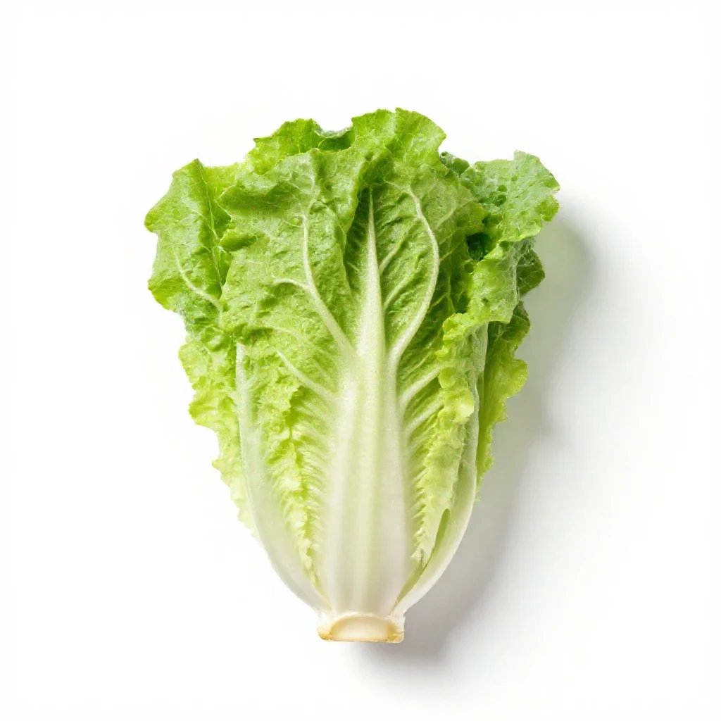 Endive isolated on a white background
