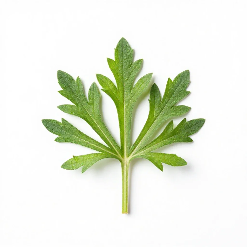 Inula isolated on a white background