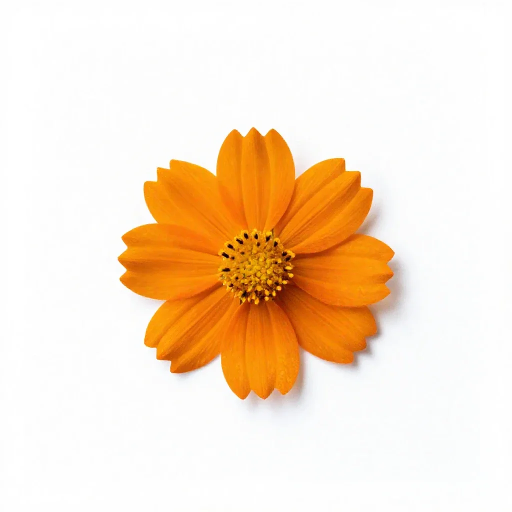 Orange sneezeweed isolated on a white background