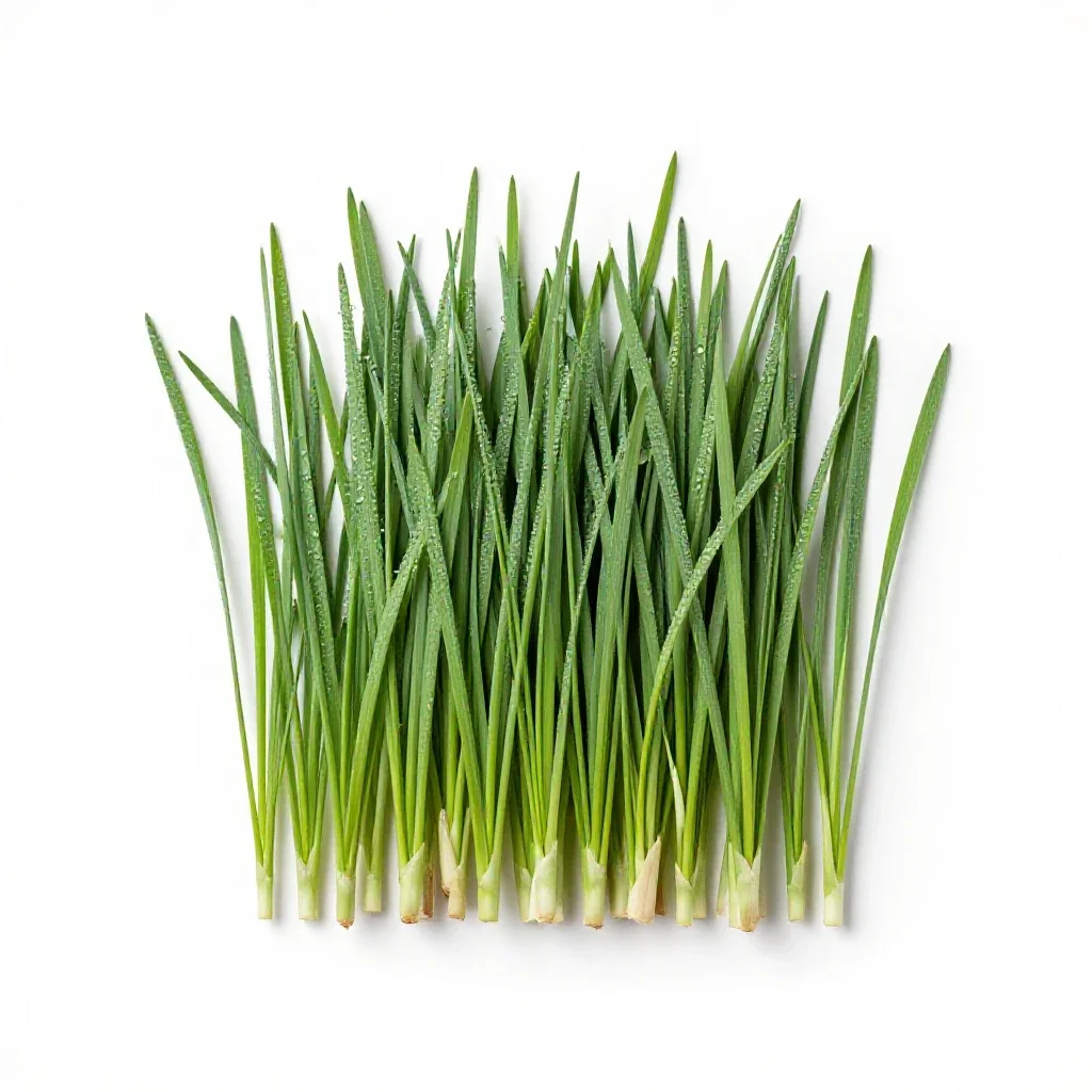 Orchard grass isolated on a white background