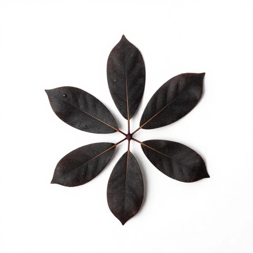 Black beech isolated on a white background