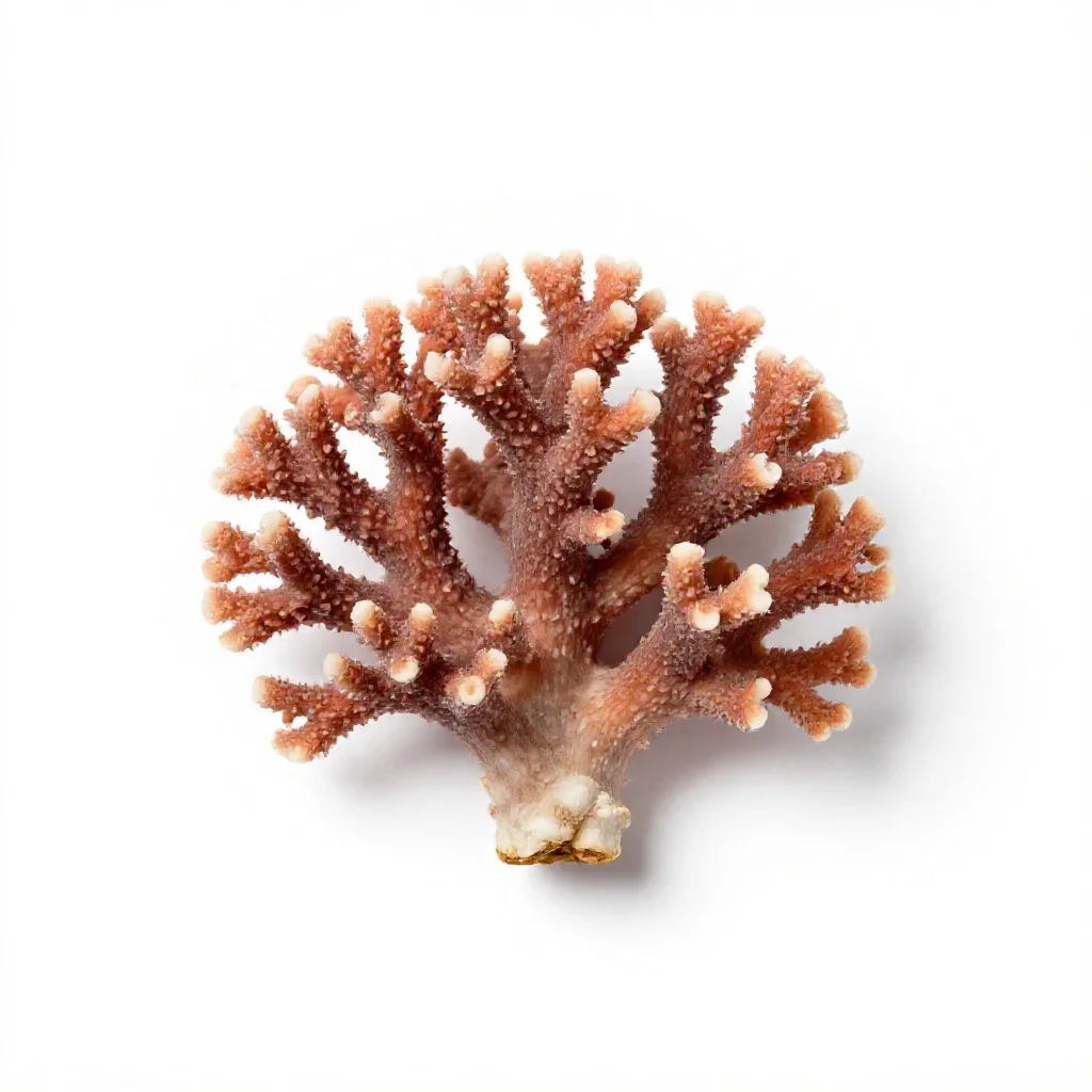 Coral tree isolated on a white background