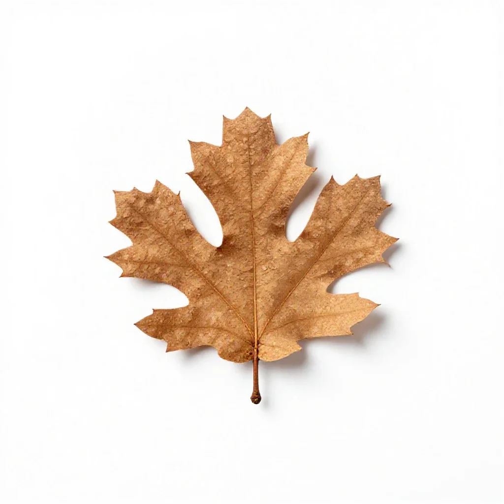 Cork oak isolated on a white background