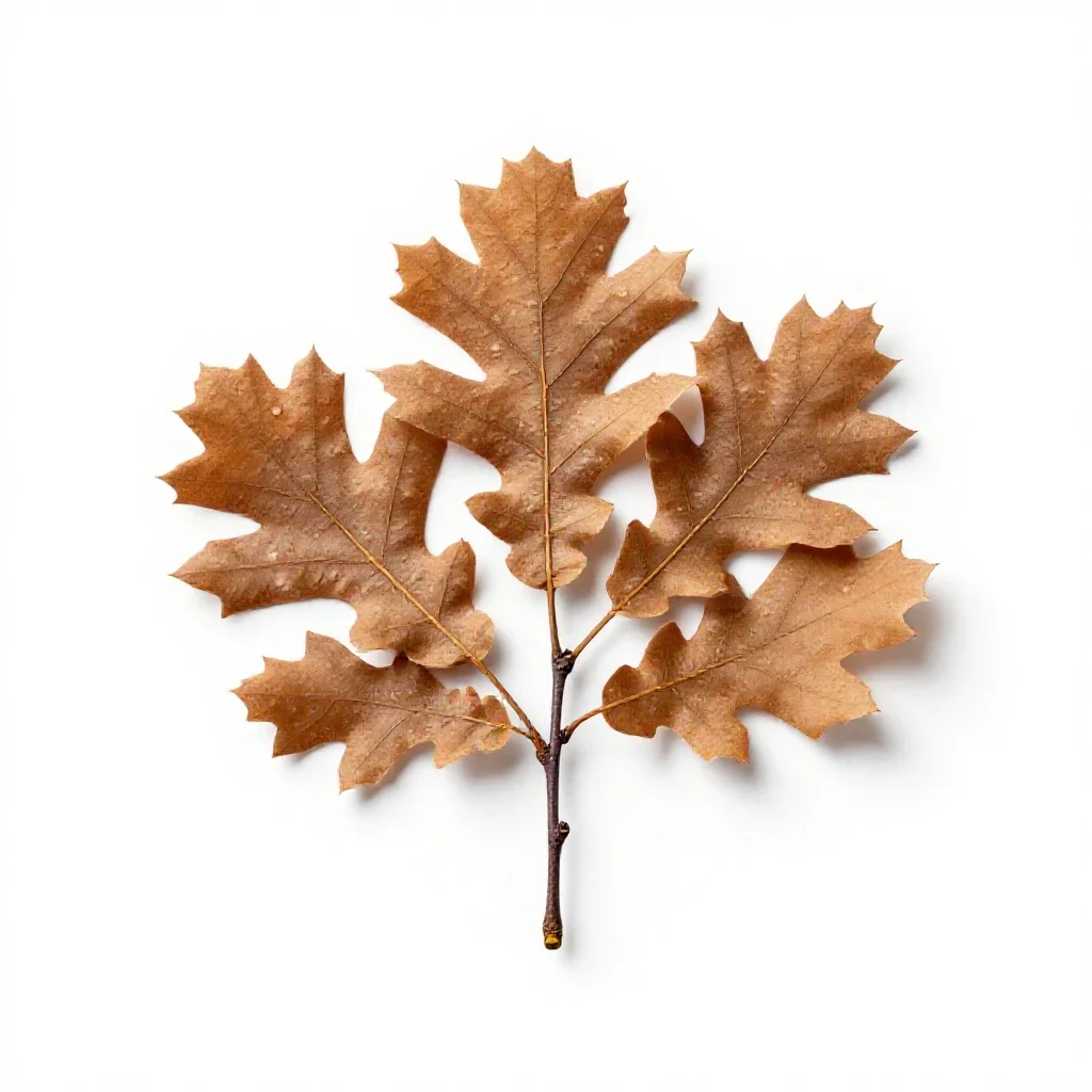 Durmast isolated on a white background
