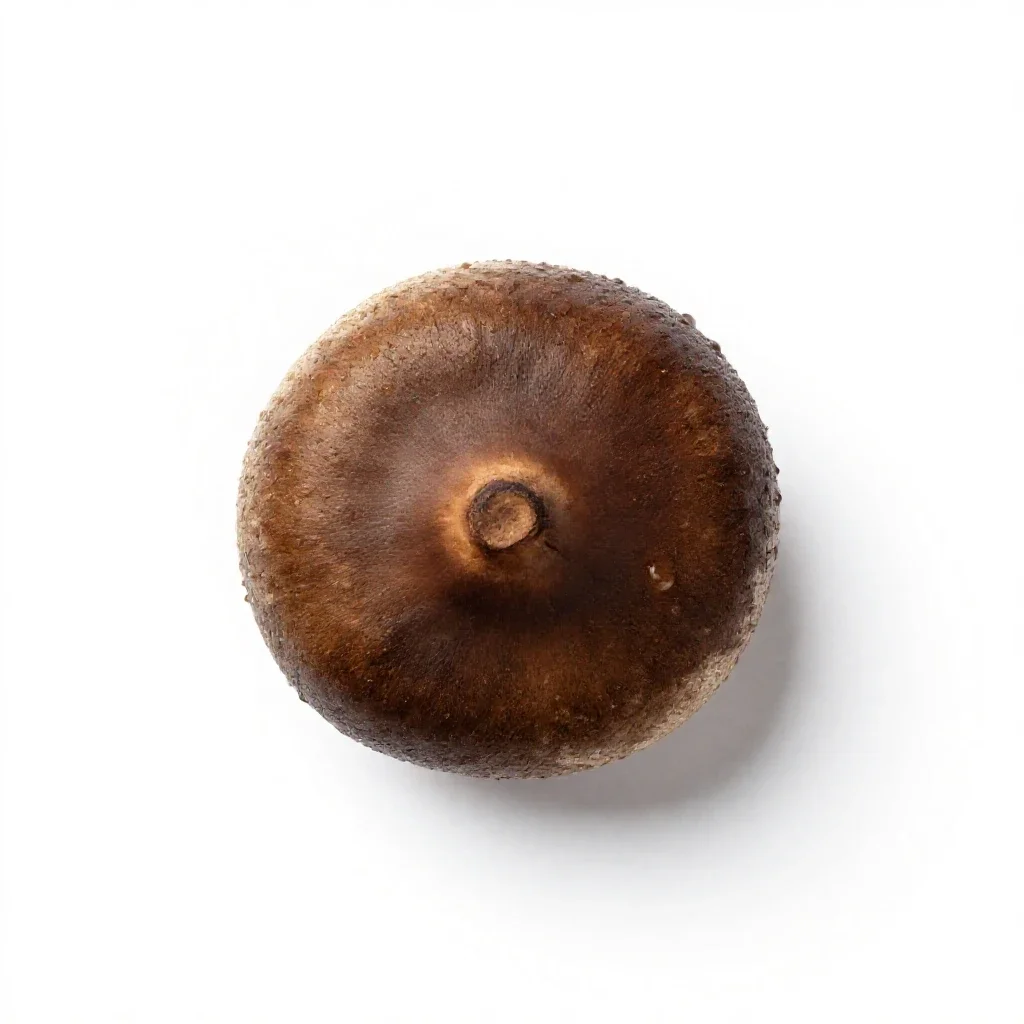 Giant chinkapin isolated on a white background