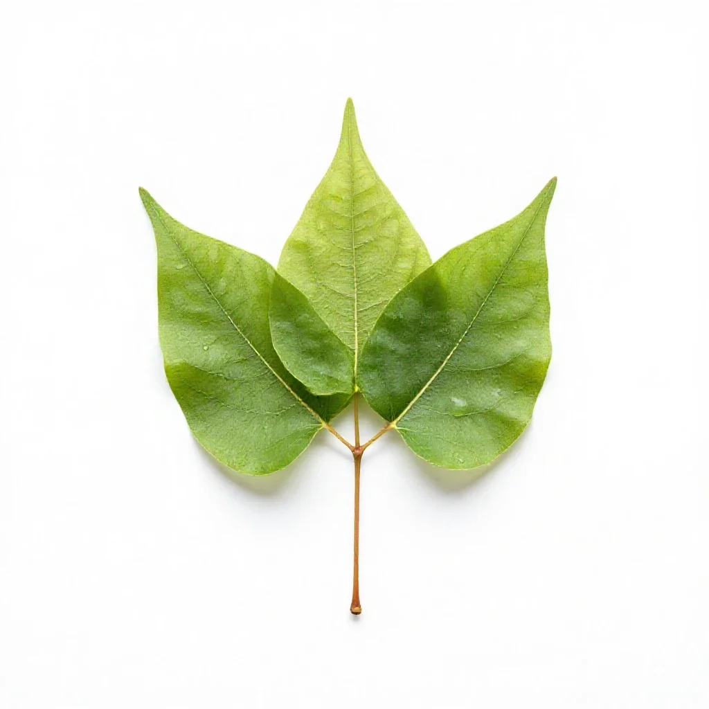 Linden isolated on a white background