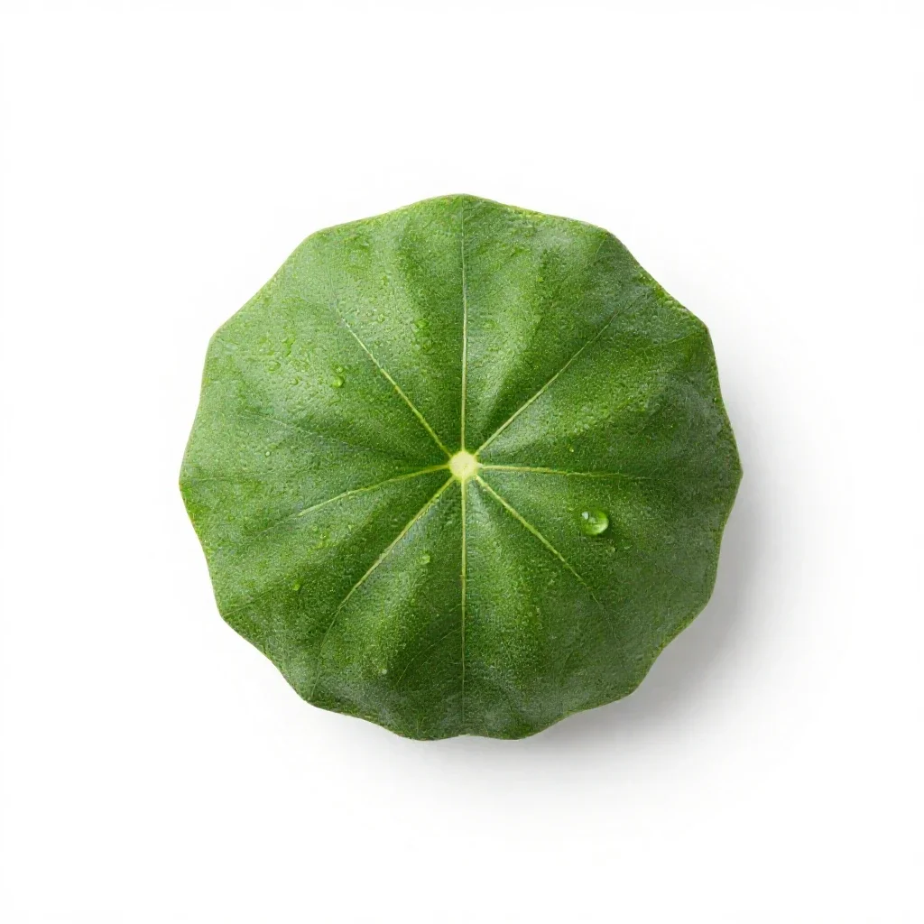 Msasa isolated on a white background