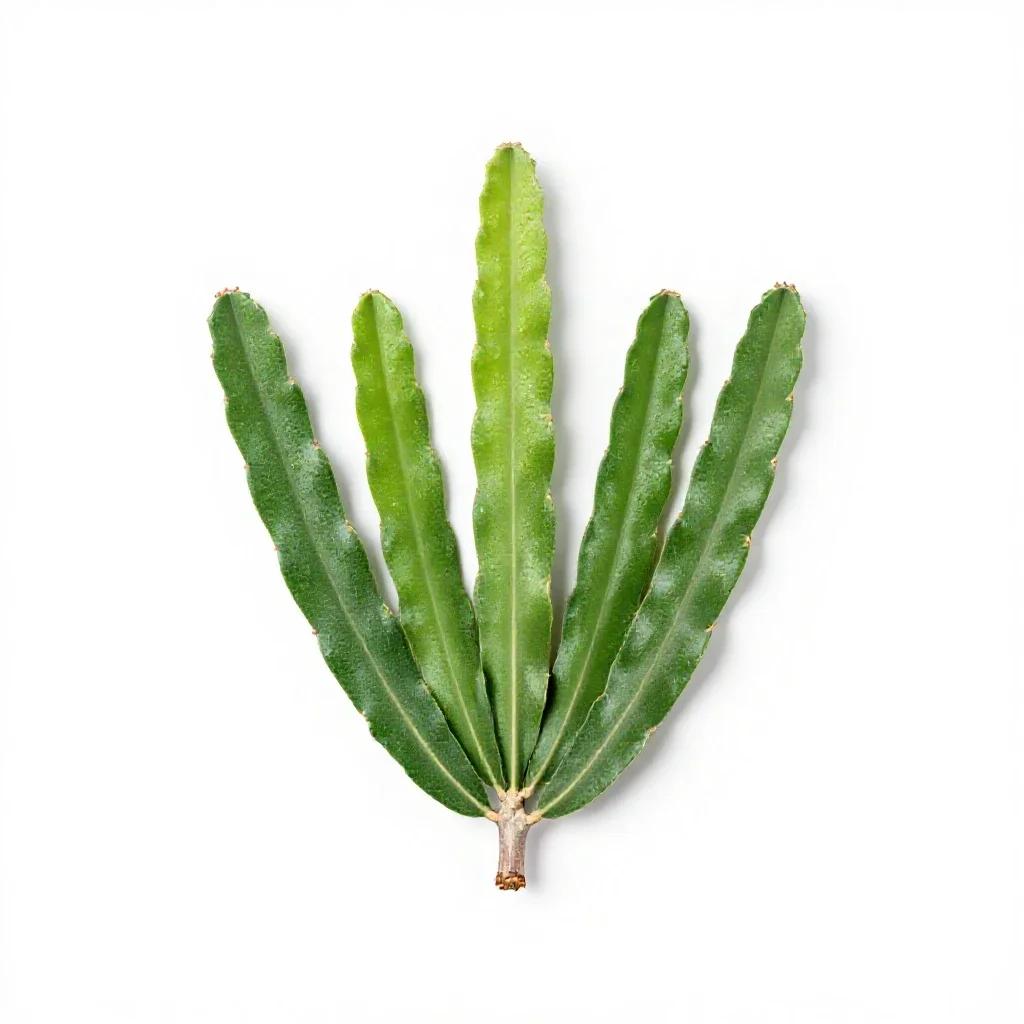 Palo verde isolated on a white background