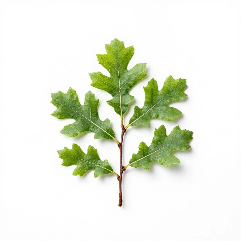 Willow oak isolated on a white background