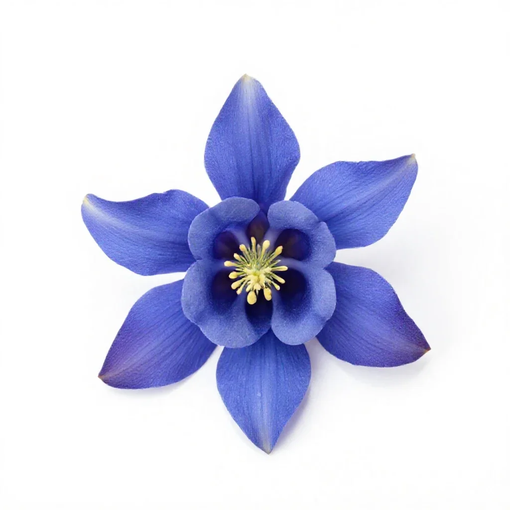 Blue columbine isolated on a white background