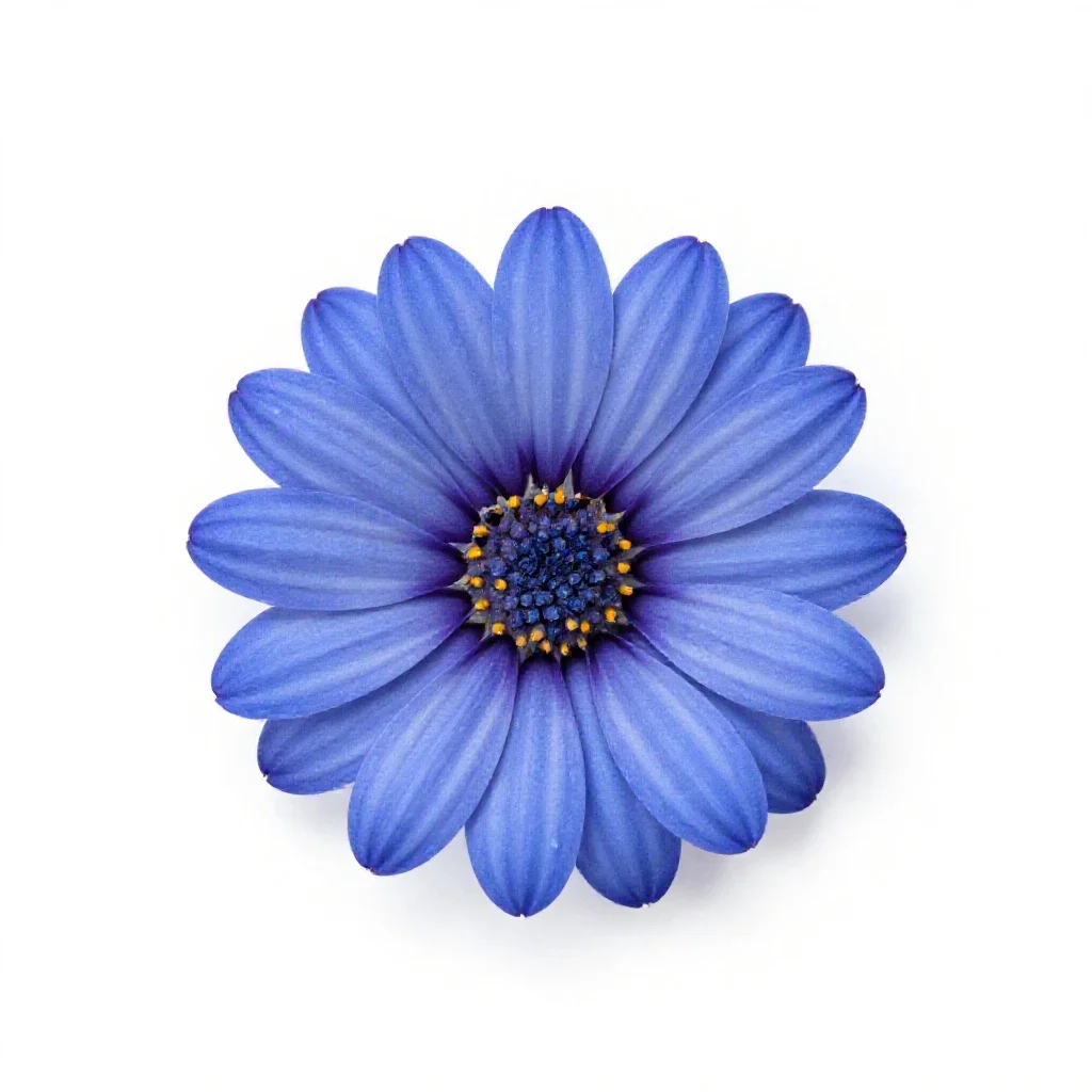 Blue daisy isolated on a white background