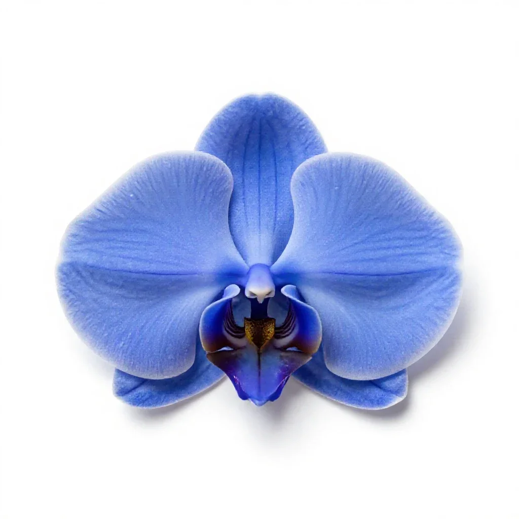Blue orchid isolated on a white background