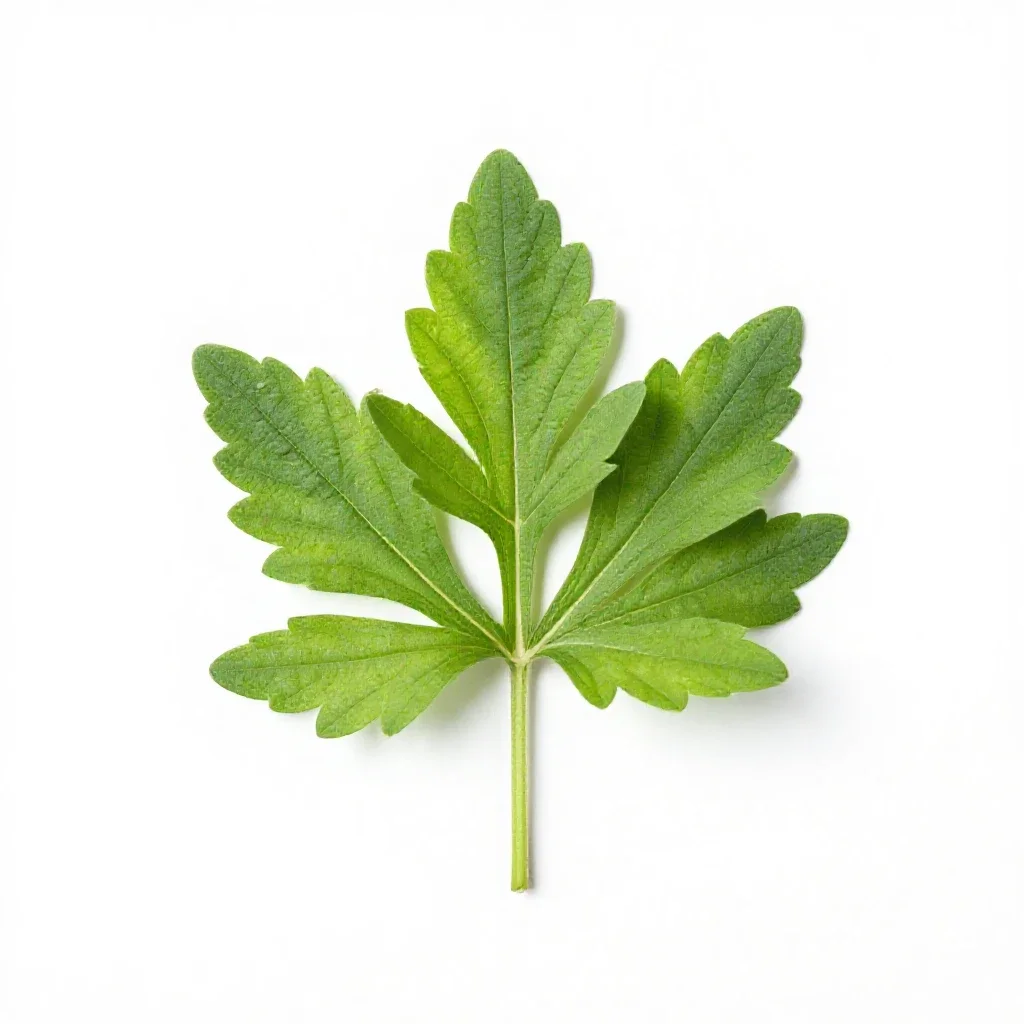 Broad leaved centaury isolated on a white background