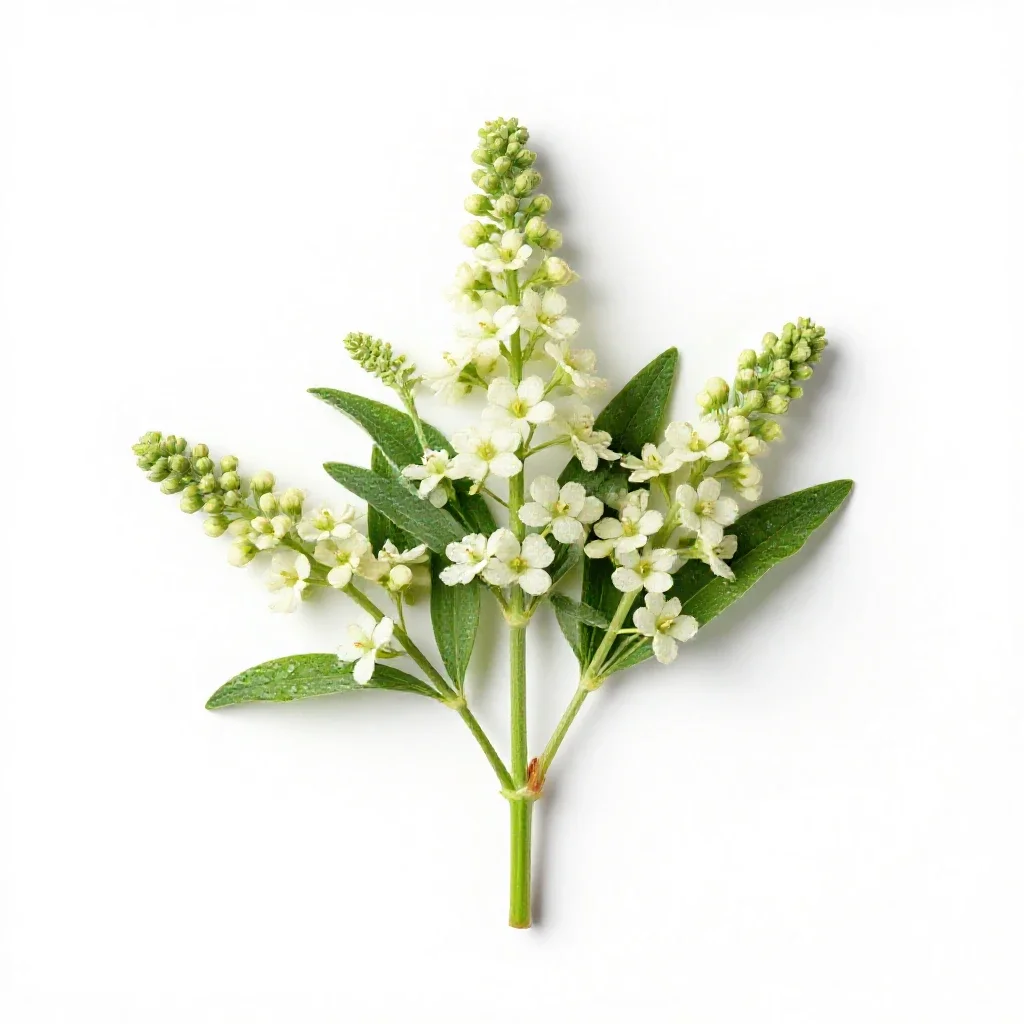 Brompton stock isolated on a white background
