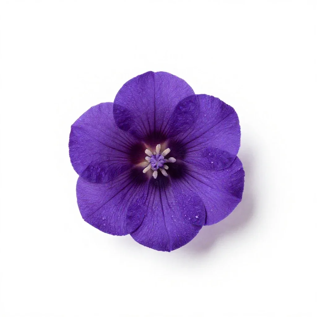 Closed gentian isolated on a white background