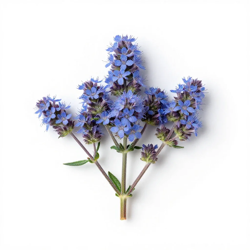 Common ageratum isolated on a white background
