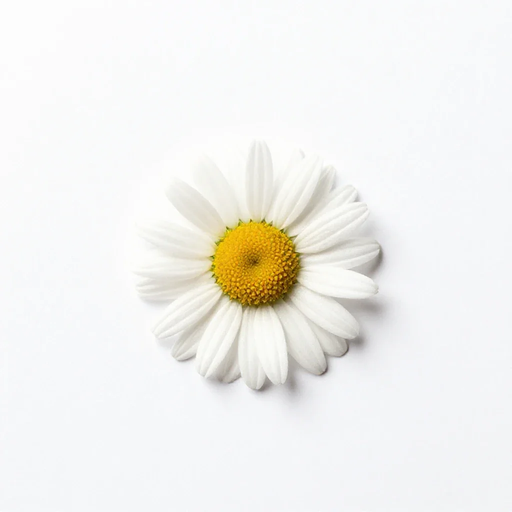 Daisy isolated on a white background