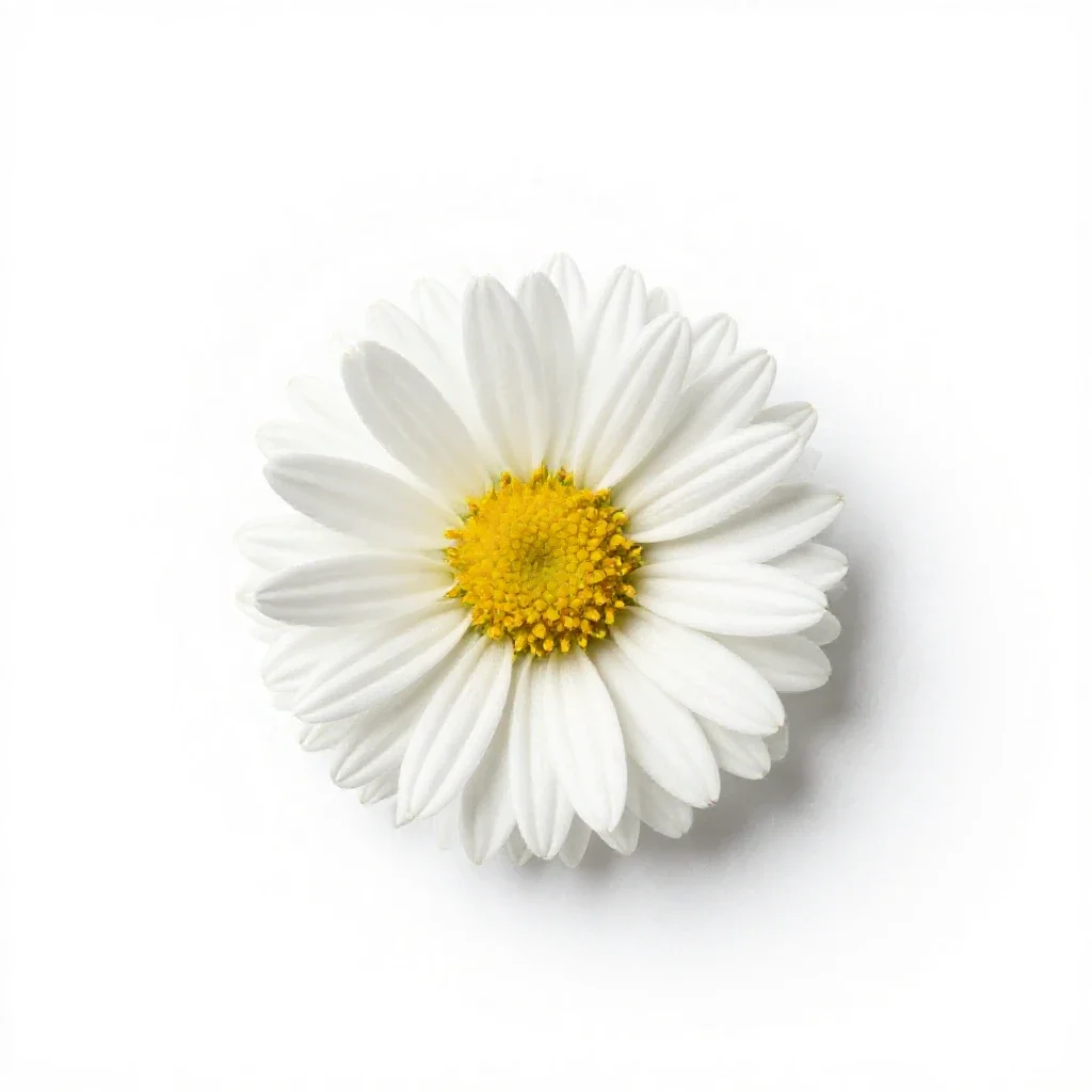 Flat-topped white aster isolated on a white background