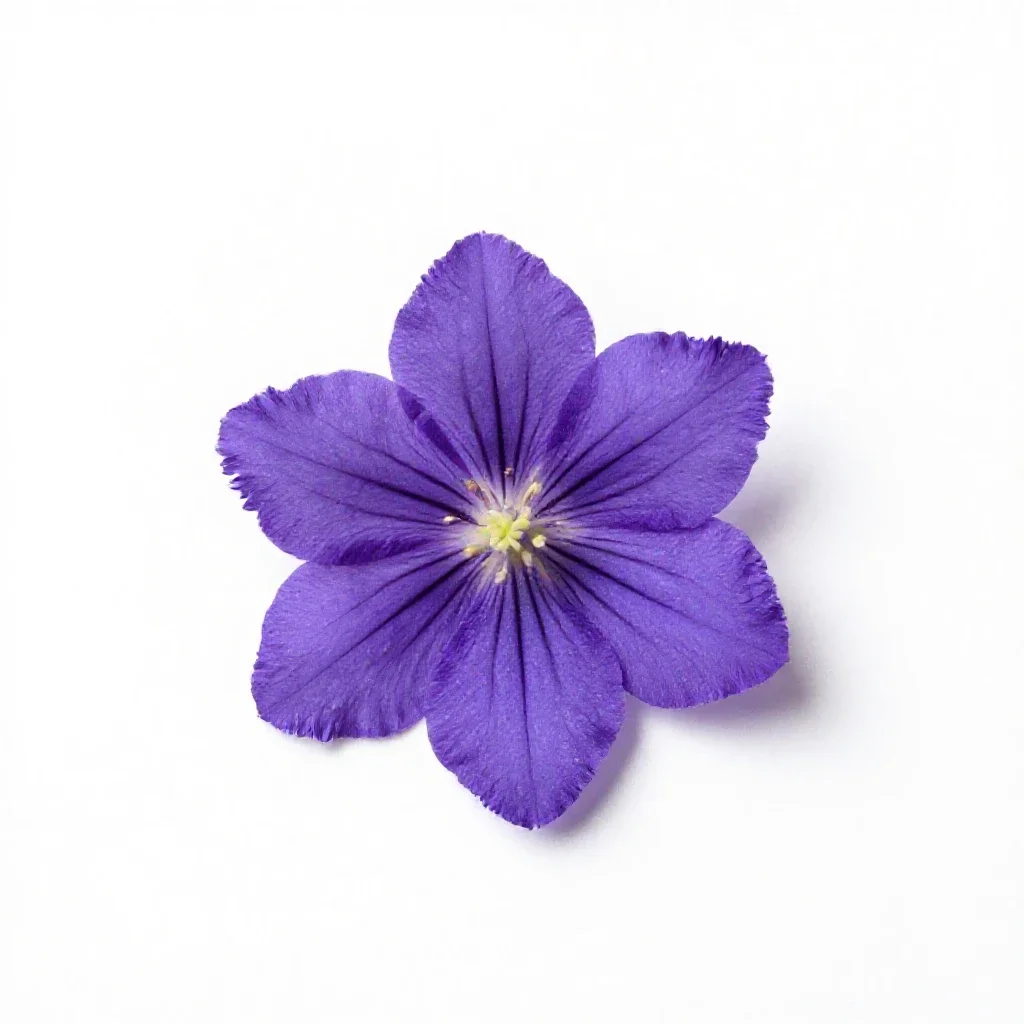 Fringed gentian isolated on a white background