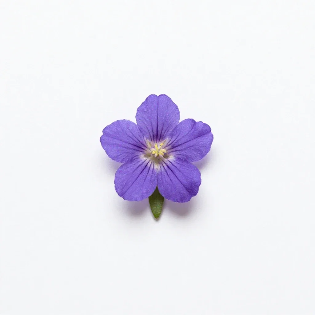 Gentianella isolated on a white background