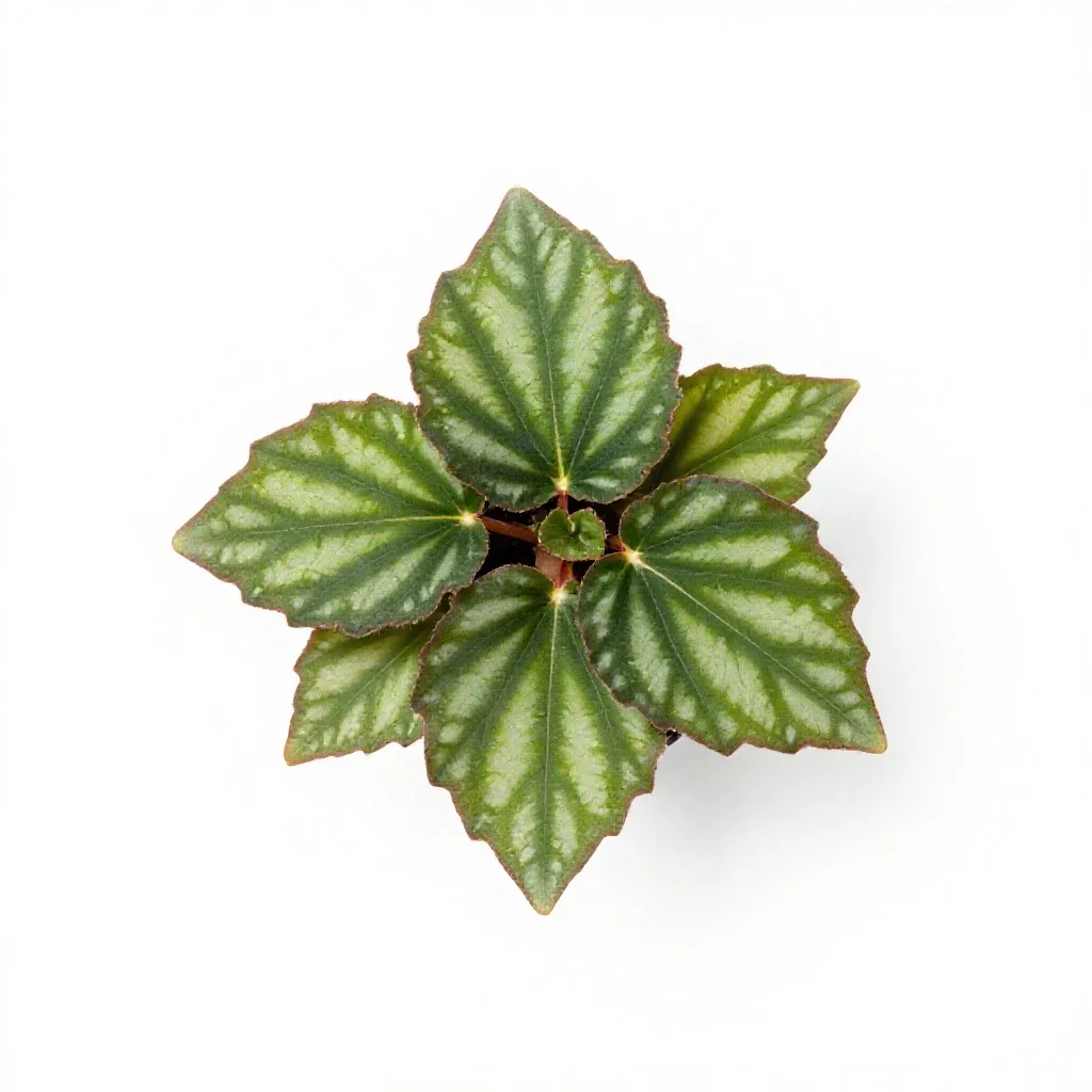 Grape-leaf begonia isolated on a white background